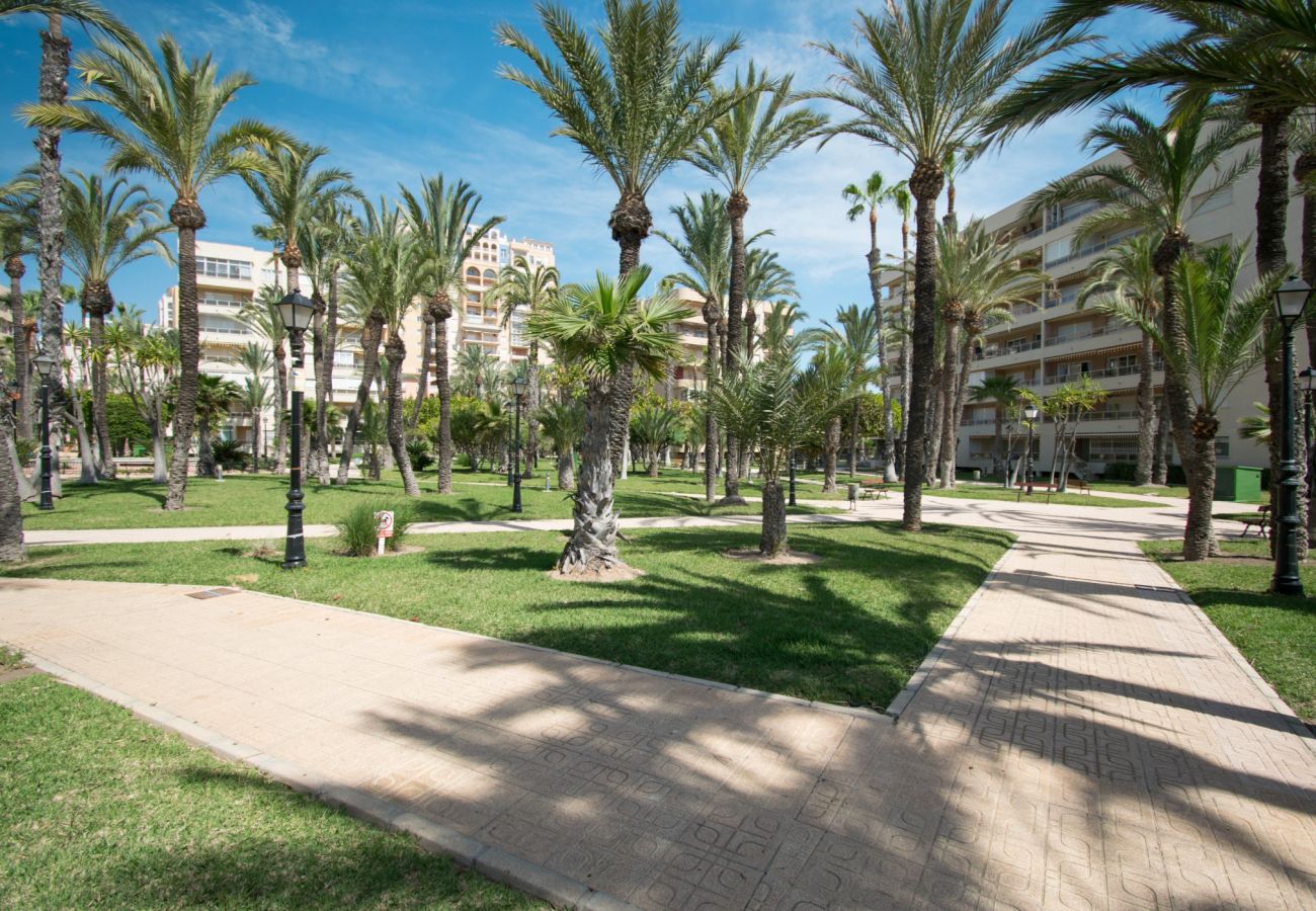 Apartment in Torrevieja - 093 - Mil Palmeras Dream